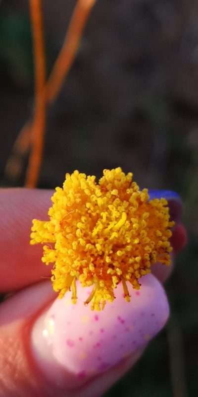 Chrysocoma hantamensis, photographed by leandra-k_89