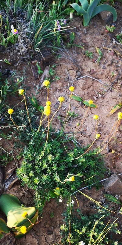 Chrysocoma hantamensis, photographed by leandra-k_89