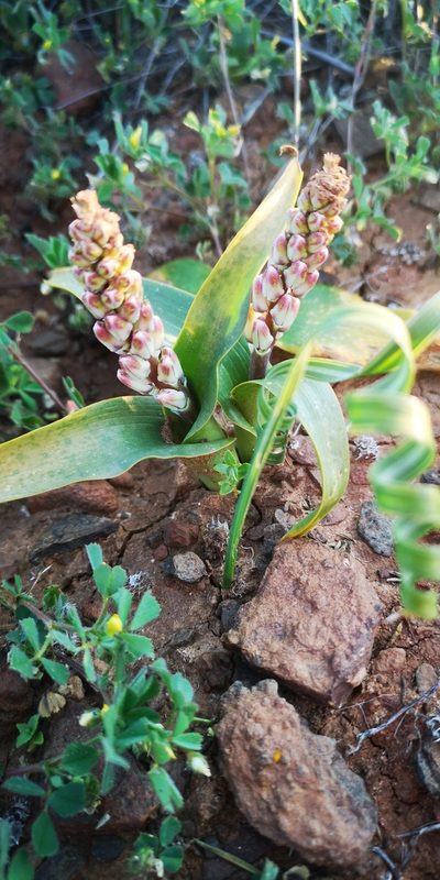 Lachenalia alba, photographed by leandra-k_89