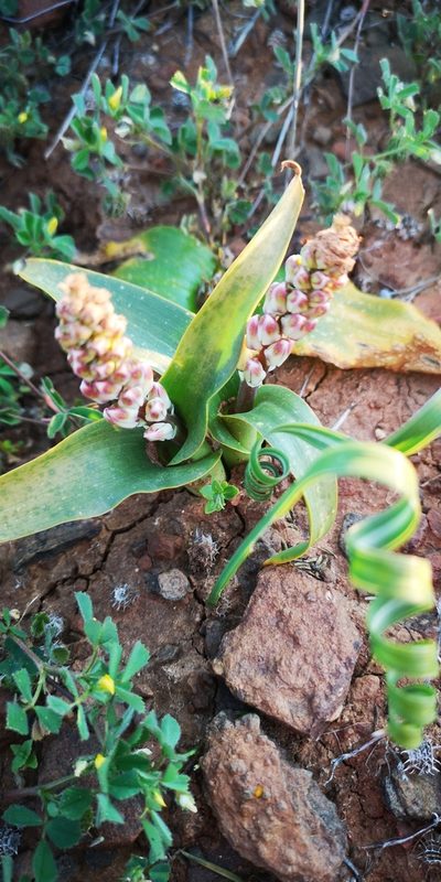 Lachenalia alba, photographed by leandra-k_89
