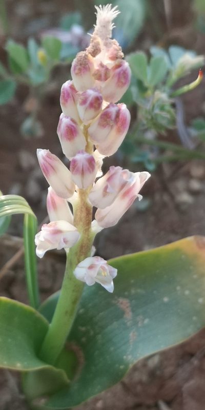 Lachenalia alba, photographed by leandra-k_89