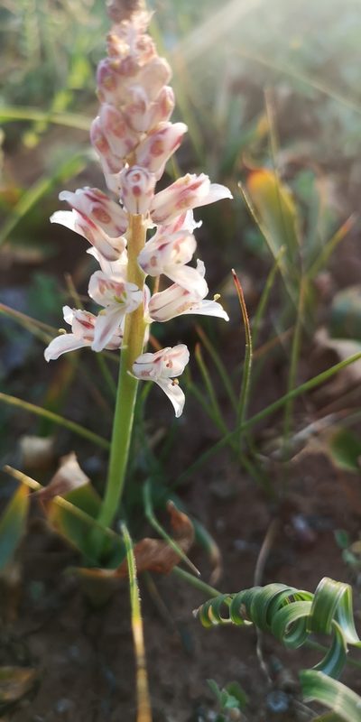 Lachenalia alba, photographed by leandra-k_89