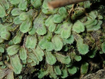 Riccia asprella, photographed by Thomas Mesaglio