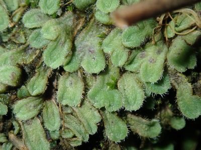 Riccia asprella, photographed by Thomas Mesaglio