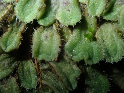 Riccia asprella, photographed by Thomas Mesaglio