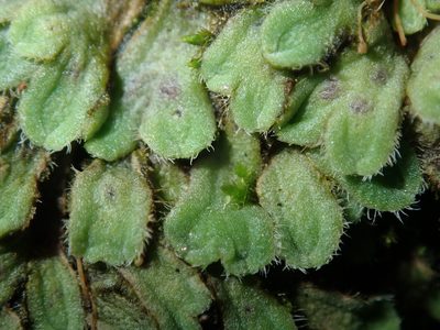 Riccia asprella, photographed by Thomas Mesaglio