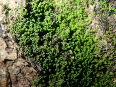 Myriocoleopsis minutissima, photographed by Thomas Mesaglio