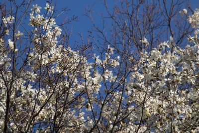 Magnolia kobus, photographed by WATANABE Hitoshi 渡辺仁