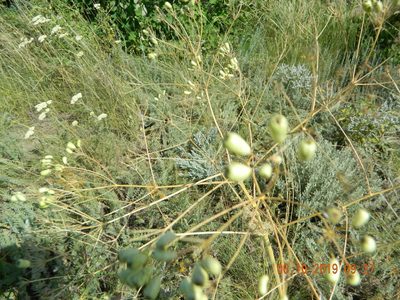 Prangos odontalgica, photographed by Galyna Mykytynets