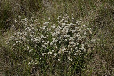 Lepidium sisymbrioides, photographed by John Barkla