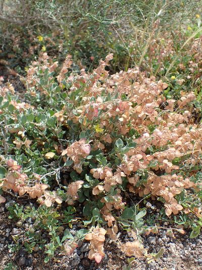 Helianthemum canariense, photographed by Julien Renoult