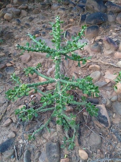 Quiabentia verticillata, photographed by Naturalist Tours