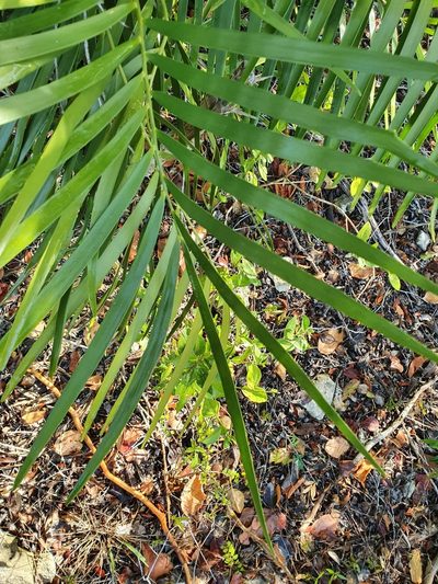 Zamia pumila, photographed by Yolanda M. Leon