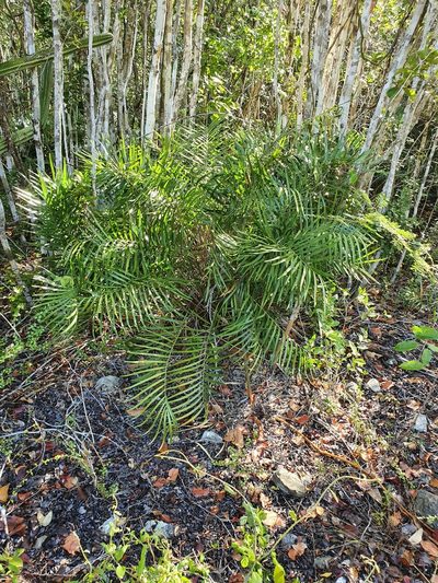 Zamia pumila, photographed by Yolanda M. Leon