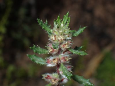Forsskaolea angustifolia, photographed by Julien Renoult