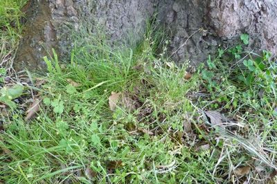 Poa imbecilla, photographed by Colin Meurk