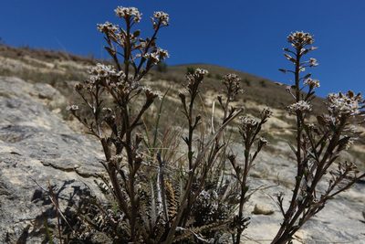 Lepidium sisymbrioides, photographed by John Barkla