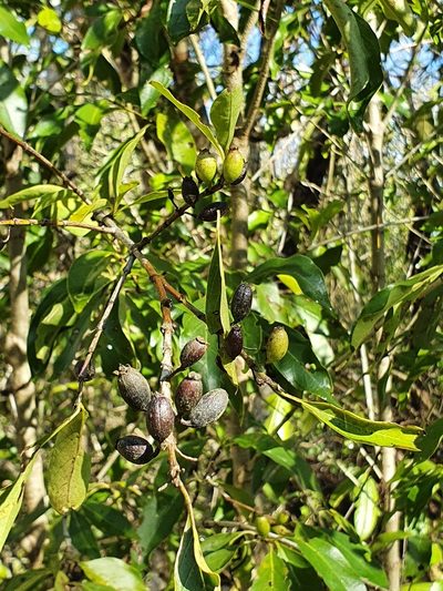 Exostema caribaeum, photographed by Yolanda M. Leon