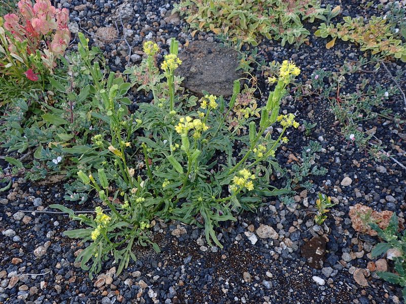 Reseda lancerotae, photographed by Julien Renoult