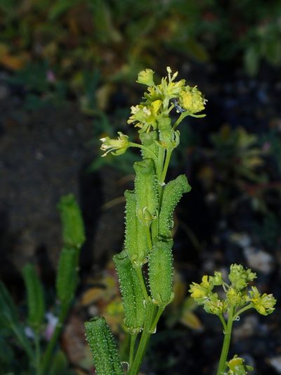 Reseda lancerotae, photographed by Julien Renoult