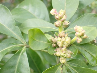 Choisya ternata, photographed by Robert H. Wardell