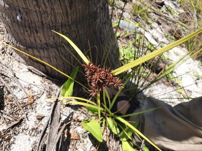 Cyperus planifolius