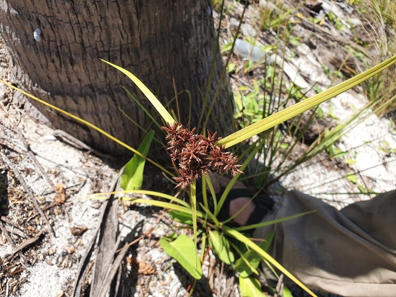 Cyperus planifolius, photographed by Yolanda M. Leon