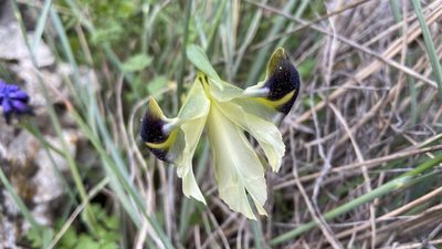 Iris tuberosa, photographed by Sokratis