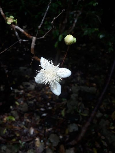 Eugenia lucida, photographed by Ben