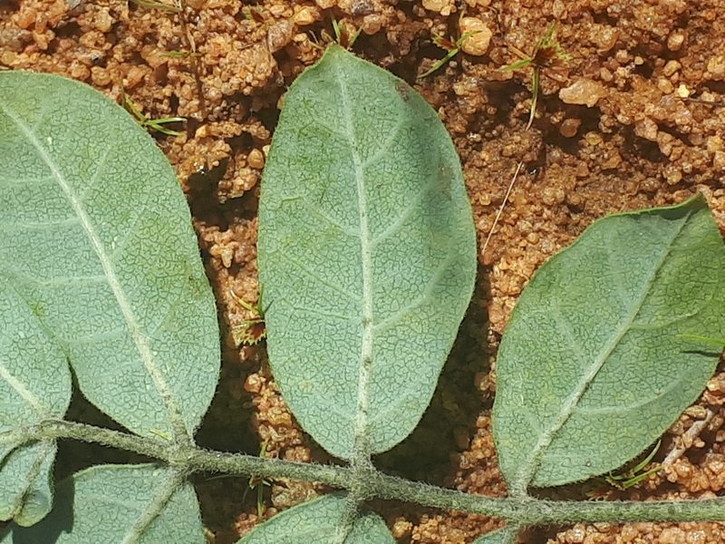 Commiphora mollis, photographed by Manuel R Popp
