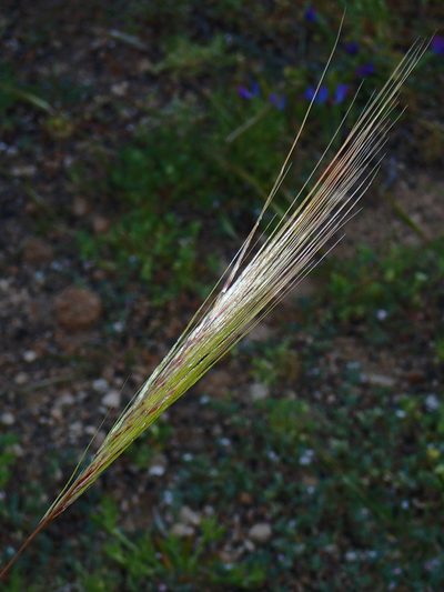 Stipellula capensis, photographed by Julien Renoult