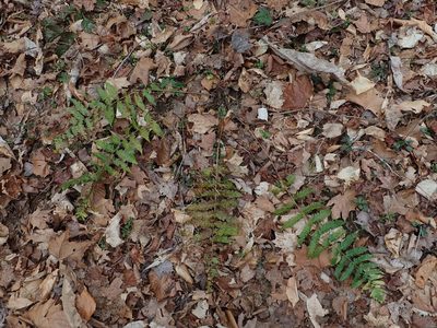 Dryopteris celsa, photographed by Evan M. Raskin