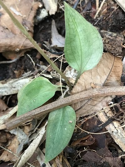 Cyclopogon cranichoides, photographed by Brandon Corder