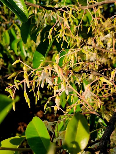 Anthoshorea roxburghii, photographed by Chayant Gonsalves