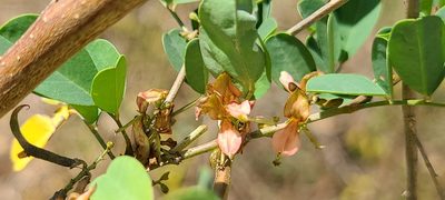 Indigofera tinctoria, photographed by ritirene