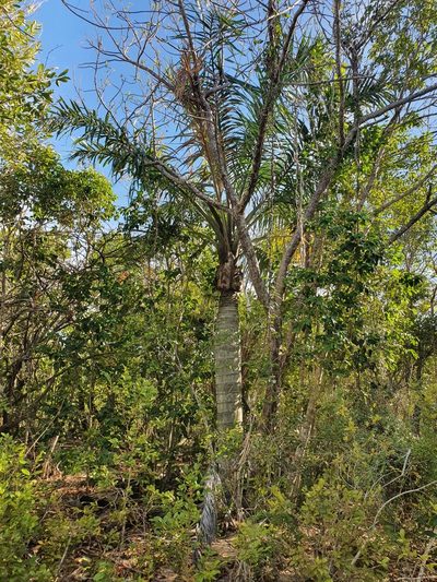 Pseudophoenix sargentii, photographed by Yolanda M. Leon