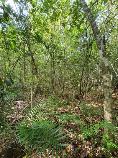 Pseudophoenix sargentii, photographed by Yolanda M. Leon