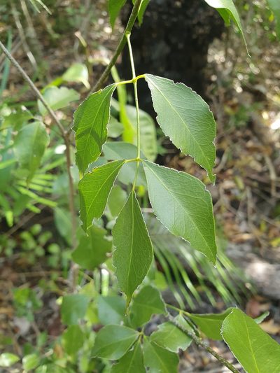 Amyris elemifera, photographed by Yolanda M. Leon