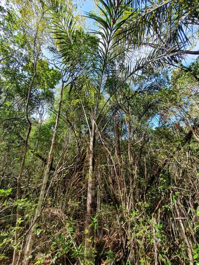 Pseudophoenix sargentii, photographed by Yolanda M. Leon