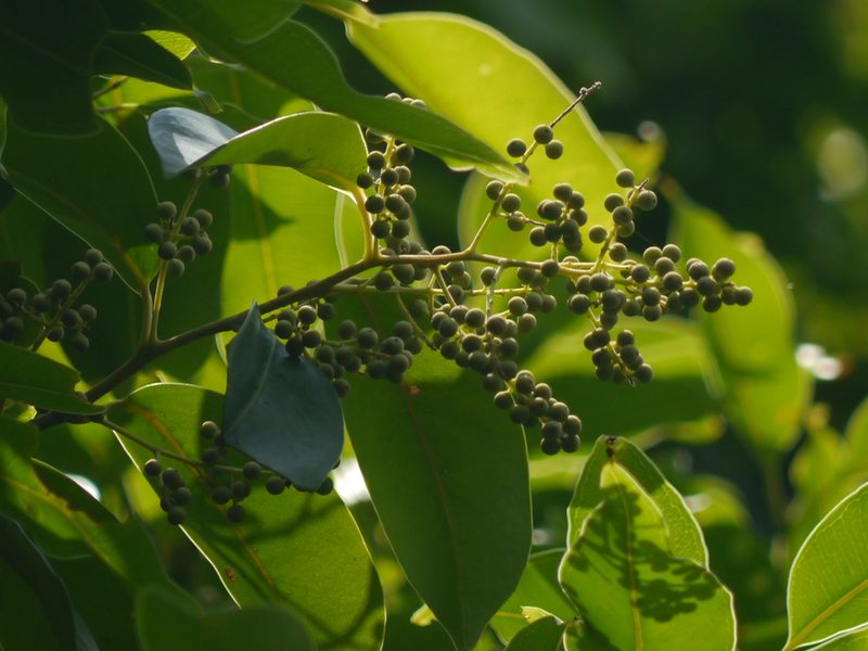 Embelia ribes, photographed by Dinesh Valke
