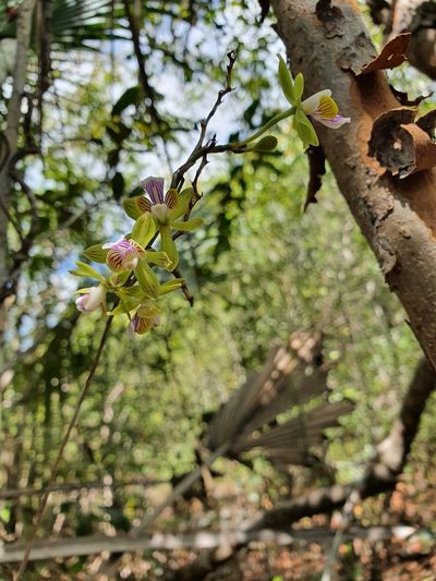 Psychilis truncata, photographed by Yolanda M. Leon