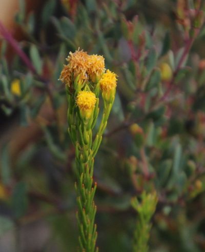 Leucadendron olens, photographed by Tony Rebelo