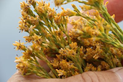 Leucadendron ericifolium, photographed by Tony Rebelo