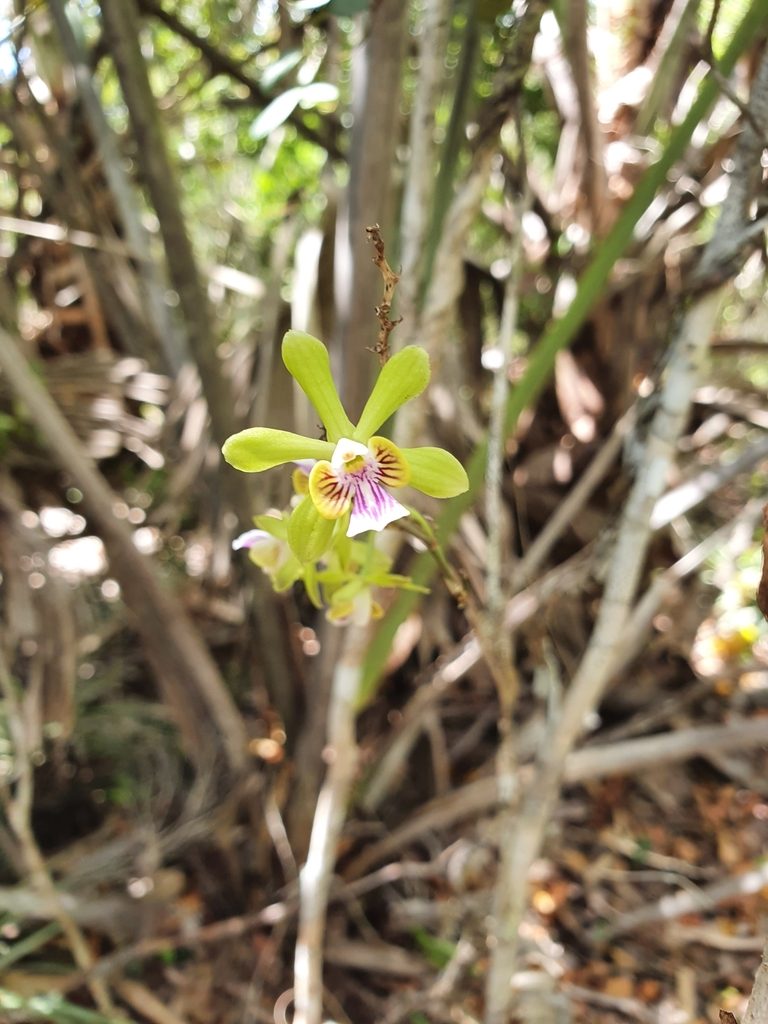 Psychilis truncata, photographed by Yolanda M. Leon
