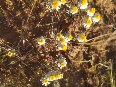 Thymophylla concinna, photographed by Tereka Lasso