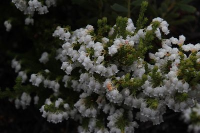Erica glomiflora, photographed by Tony Rebelo