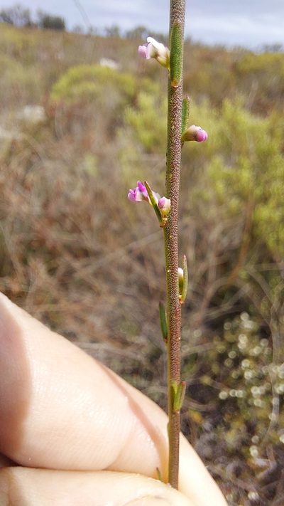 Muraltia striata, photographed by Jacques van der Merwe