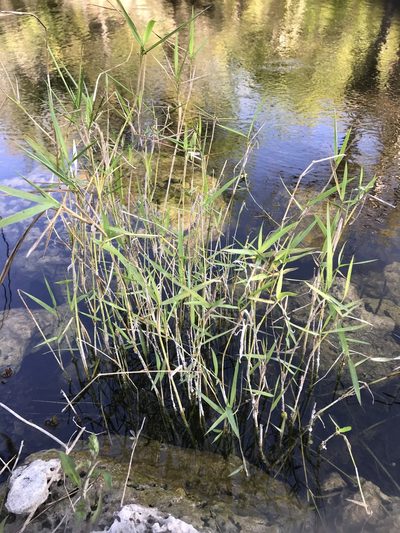 Panicum hemitomon, photographed by Elliot Greiner