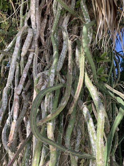 Selenicereus pteranthus, photographed by Claire Herzog