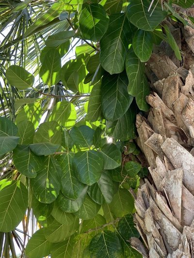 Ficus altissima, photographed by Claire Herzog